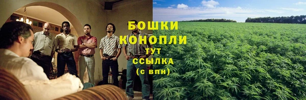 сатива Белокуриха